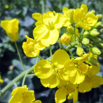 Flower Songs