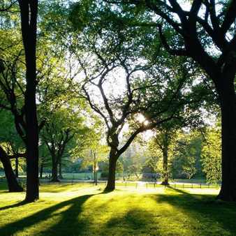 Tranquil Forest