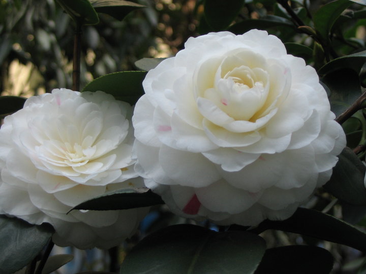 Hilton White Tea