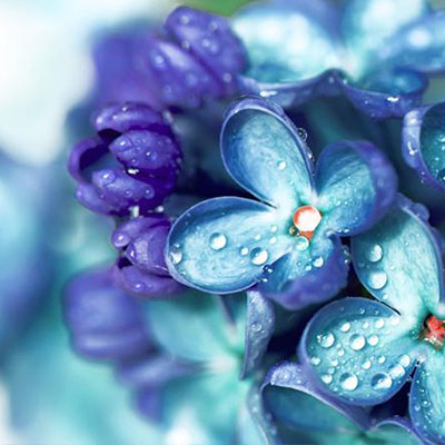 雨后花园